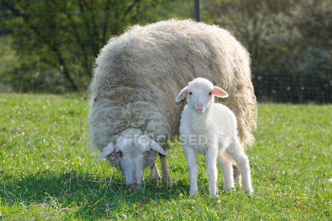 Cordero y oveja sobre hierba verde a la luz del sol - foto de stock