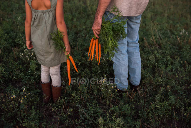 Abgeschnittenes Bild von Vater und Tochter, die auf einem Feld stehen und frisch gepflückte Möhren in der Hand halten — Stockfoto