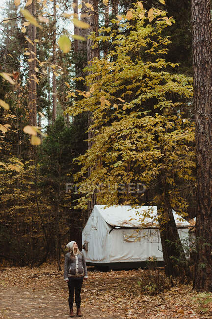 Femminile escursionista nella foresta guardando su albero, Yosemite National Park, California, Stati Uniti — Foto stock