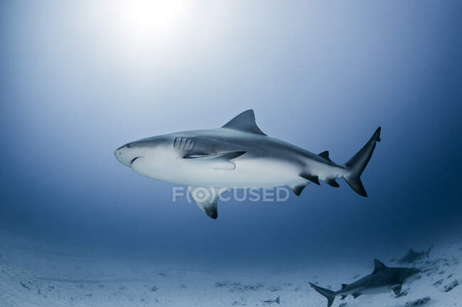 Underwater photography of marine life, close up view — Stock Photo