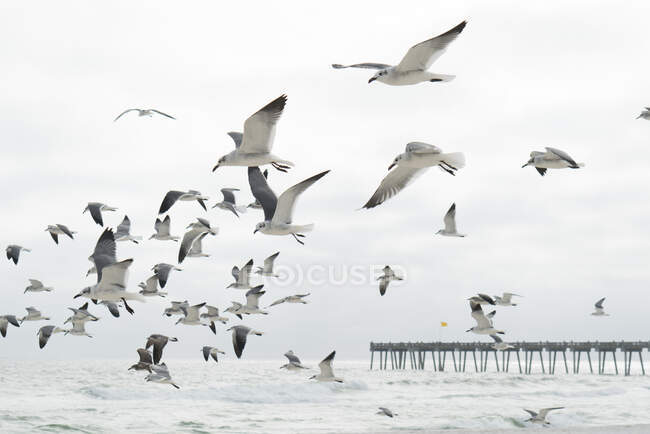 Troupeau de mouettes volant, Destin, Golfe du Mexique, États-Unis — Photo de stock