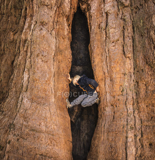 Young boy climbing tree, Sequoia National Park, California, USA — Stock Photo