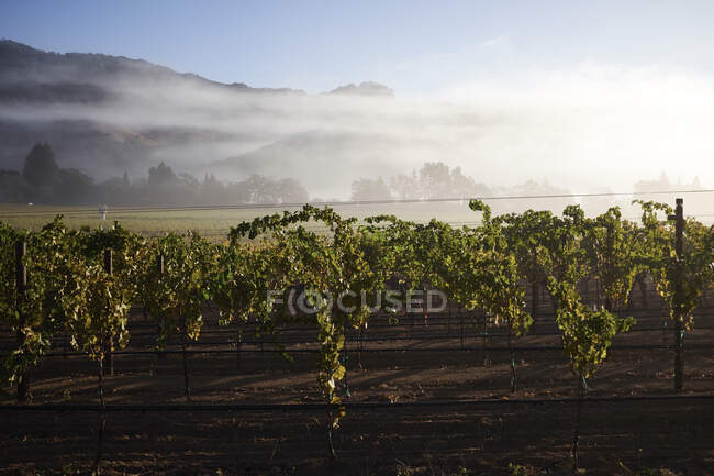 Belle vue sur le vignoble — Photo de stock