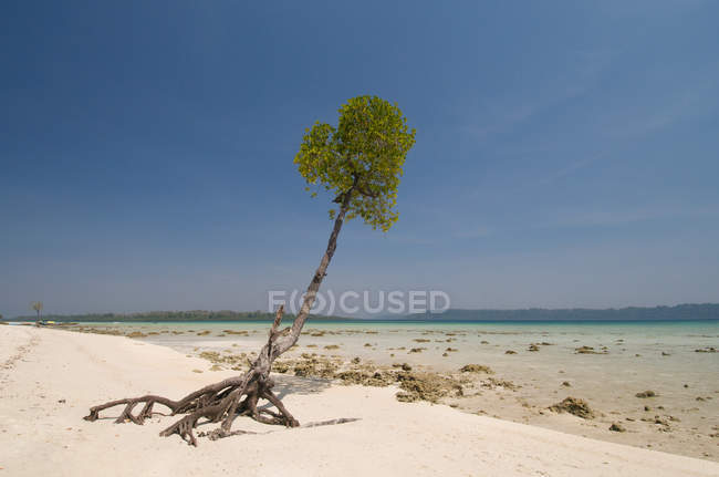 Árbol joven en la orilla del mar - foto de stock