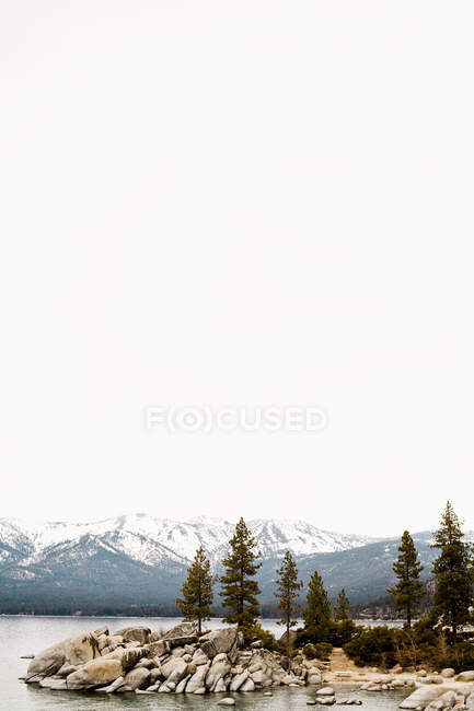 Alberi di abete al lago Tahoe — Foto stock