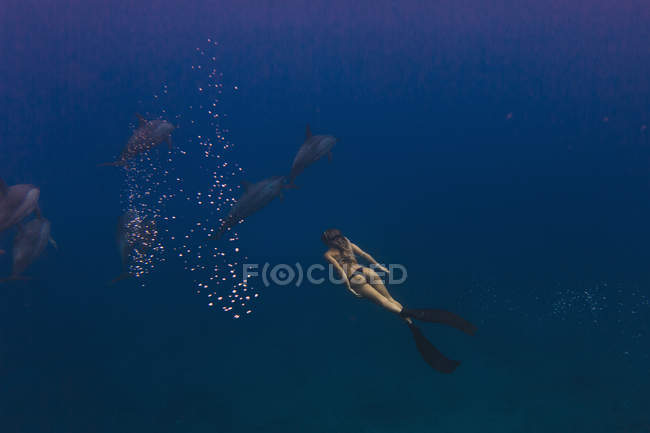 Прыжки в воду с дельфинами — стоковое фото