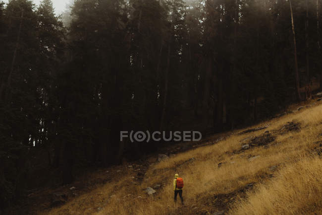 Rear view of male hiker hiking toward forest, Mineral King, Sequoia National Park, California, USA — Stock Photo