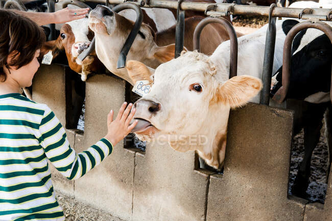 Vaca lambendo mão menino na fazenda de laticínios orgânicos — Fotografia de Stock