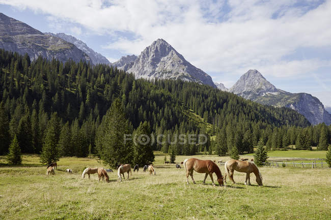 Manada de cavalos pastando no vale, Ehrwald, Tirol, Áustria — Fotografia de Stock