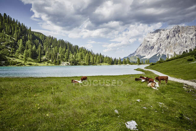 Cows grazing in lakeside valley, Ehrwald, Tyrol, Austria — Stock Photo