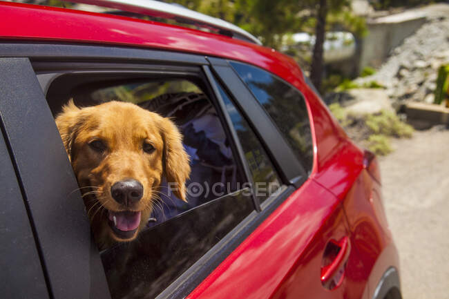 Cães cabeça cutucando fora da janela do carro vermelho — Fotografia de Stock
