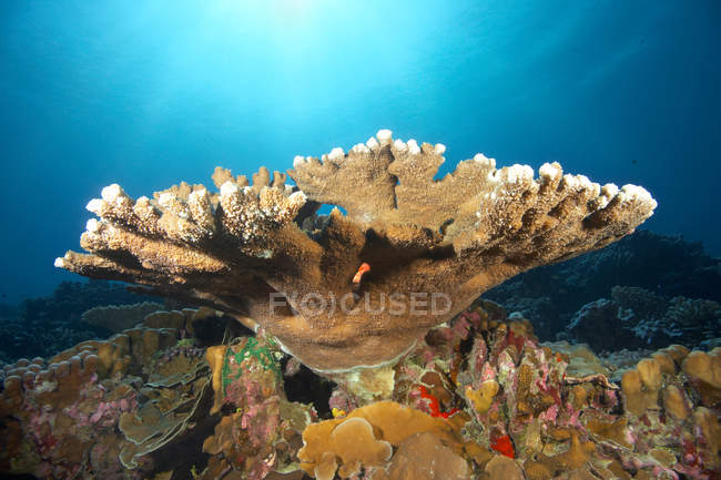 Primer plano tiro de arrecife de coral bajo el agua - foto de stock