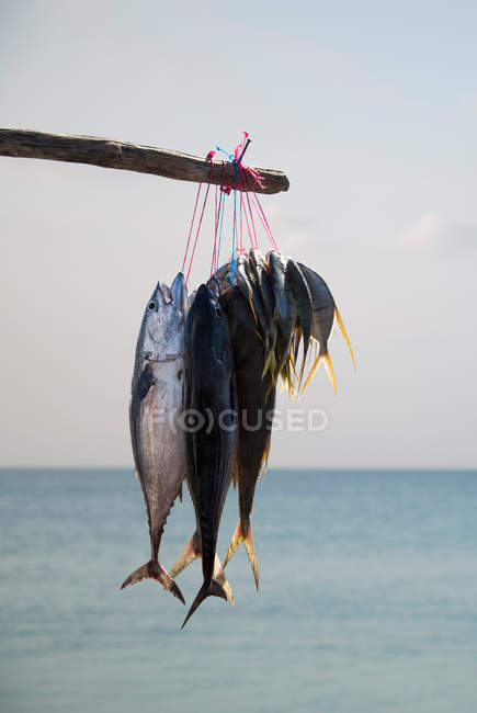 Primo piano colpo di pesce appena pescato con il mare sullo sfondo — Foto stock