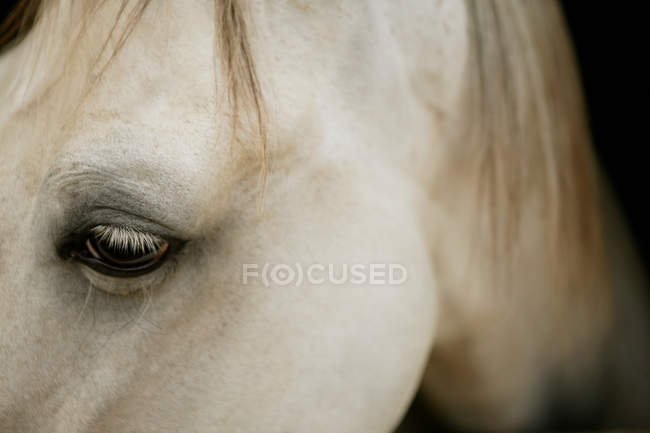 Голова коня з оком дивиться вниз — стокове фото