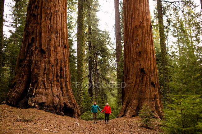 Couple marchant dans la forêt, Parc National de Sequoia, Californie, USA — Photo de stock