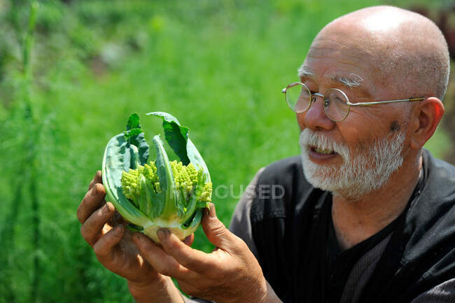 Мужчина смотрит на романскую цветную капусту — стоковое фото