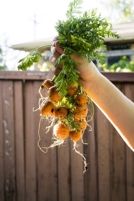Woman holding freshly harvested mini carrots — Stock Photo