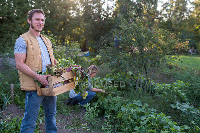 Женщина собирает урожай на ферме, мужчина держит ящик с урожаями — стоковое фото