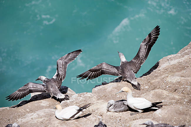 Young gannet birds flying of rock — Stock Photo
