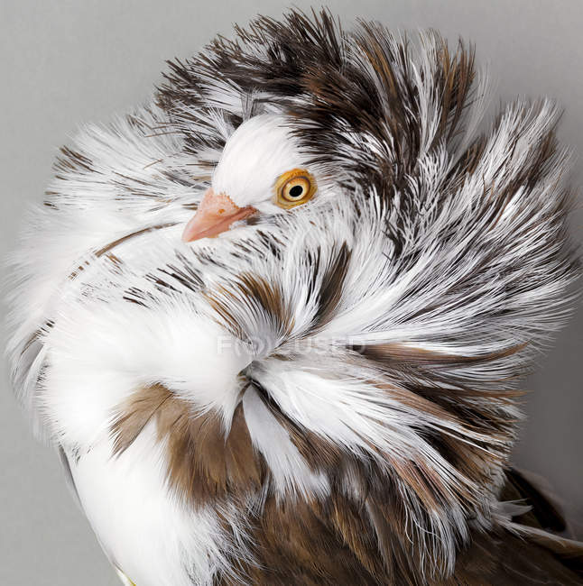 Pigeon à plumes froissées — Photo de stock