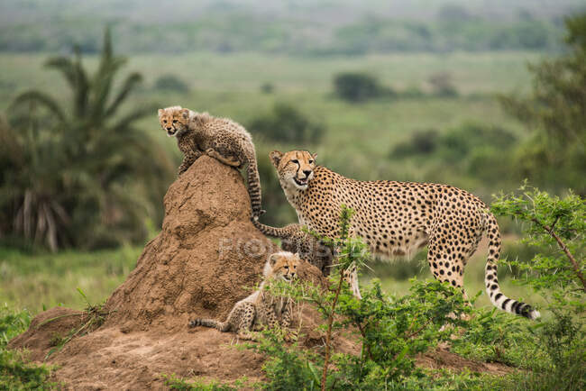 Cheetah mother and her cubs rest on top of termite hill, looking out for prey and predators, Phinda Game Reserve, South Africa — Stock Photo