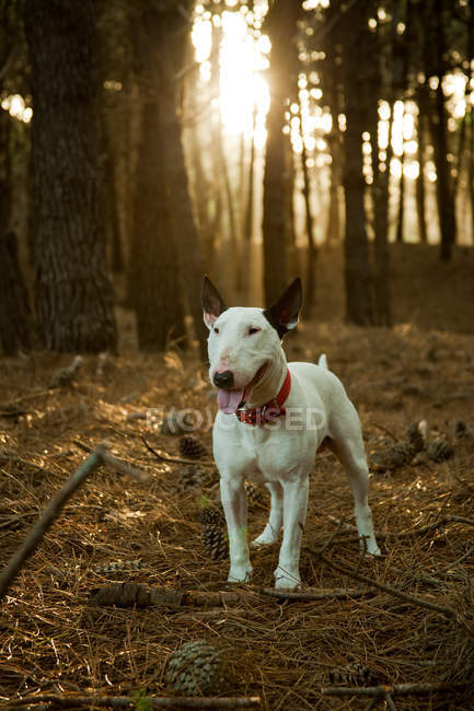 Bull terrier cão na floresta com backlit — Fotografia de Stock