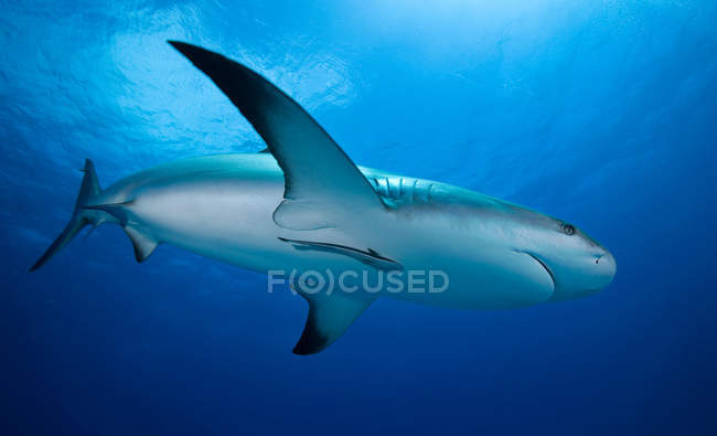 Tiburón arrecife nadando bajo el agua - foto de stock