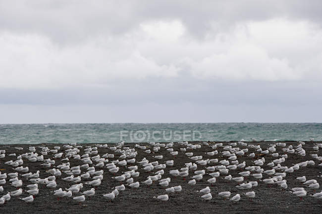 Seagulls on black beach — Stock Photo