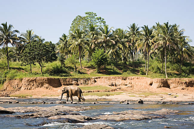 Elefant läuft an Wasserstelle im Sonnenlicht — Stockfoto
