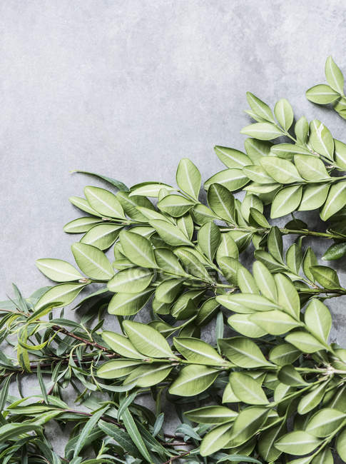 Primo piano di bosso e foglie di salice verde — Foto stock