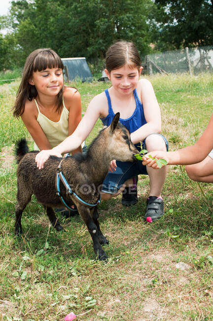 Meninas alimentando criança cabra no campo — Fotografia de Stock