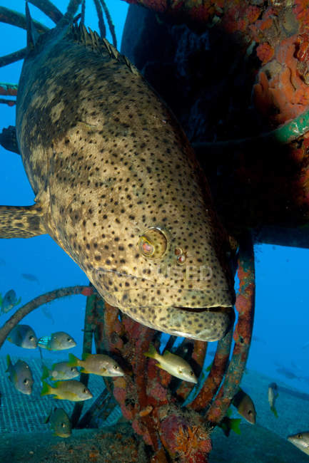 Goliath grouper and structure, underwater view — Stock Photo