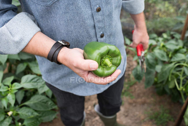 Immagine ritagliata dell'uomo che tiene il pepe verde nel tunnel poli dell'azienda agricola biologica — Foto stock