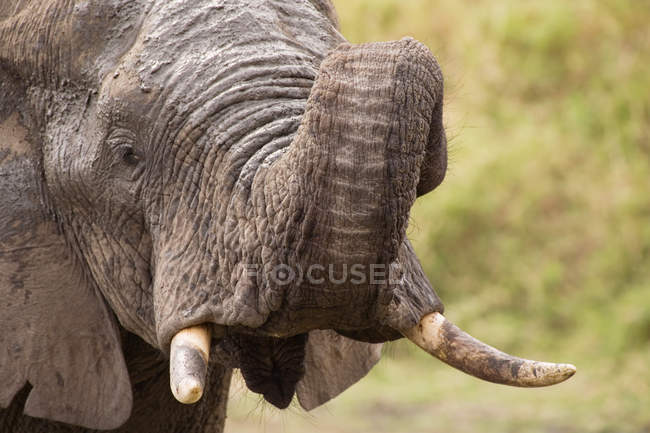One big African elephant — Stock Photo