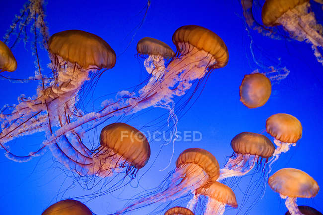 Grupo de medusas de ortiga marina bajo agua azul - foto de stock