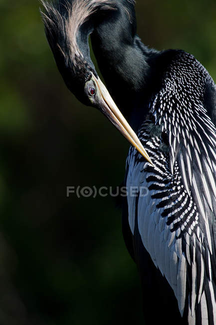 Close-up view of beautiful american darter at Anhinga Trail, everglades national park — Stock Photo