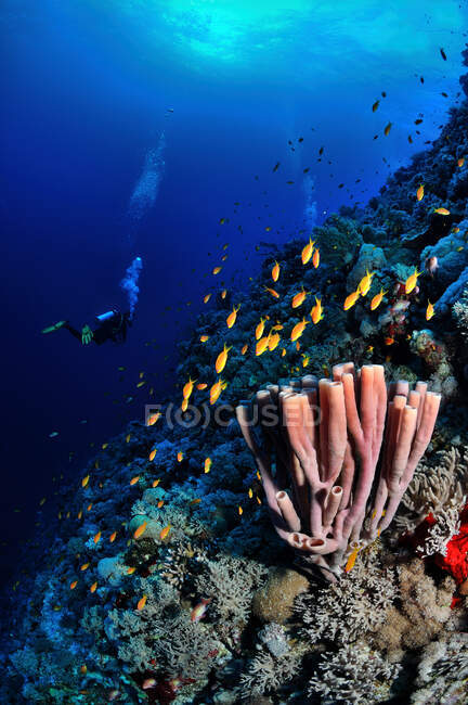 Sponge and fish in the Red Sea, Egypt — Stock Photo