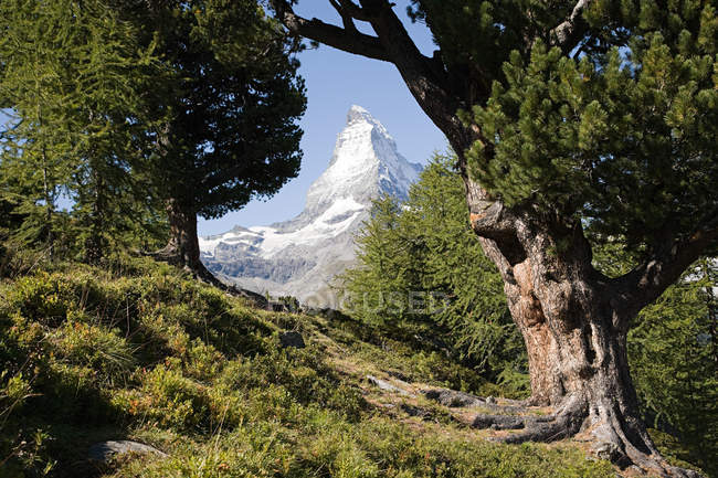 Aussichtsreiche Aussicht auf das Matterhorn durch Bäume — Stockfoto