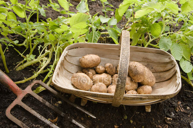 Kartoffeln im Korb mit Mistgabel im Garten — Stockfoto