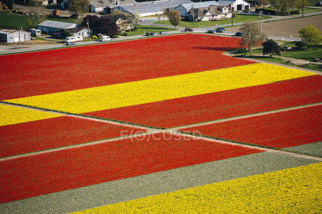 Vue aérienne de rangées de champs de tulipes jaunes et rouges — Photo de stock