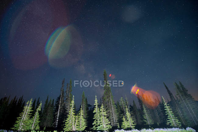 La lente brilla sobre los árboles en el Monte Rainier - foto de stock
