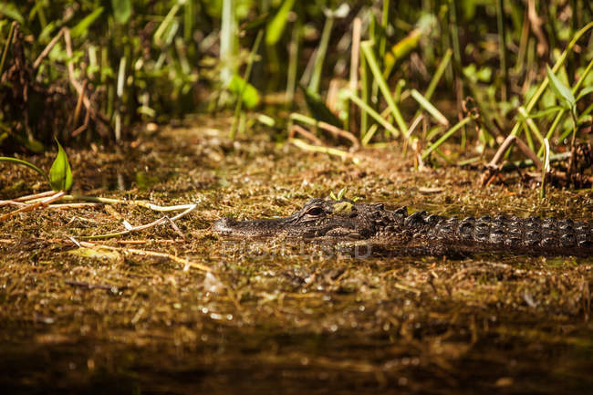 Alligator in swamp at Wakulla Springs — Stock Photo