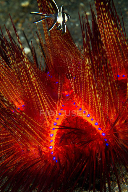 Radiant Sea urchin — Stock Photo