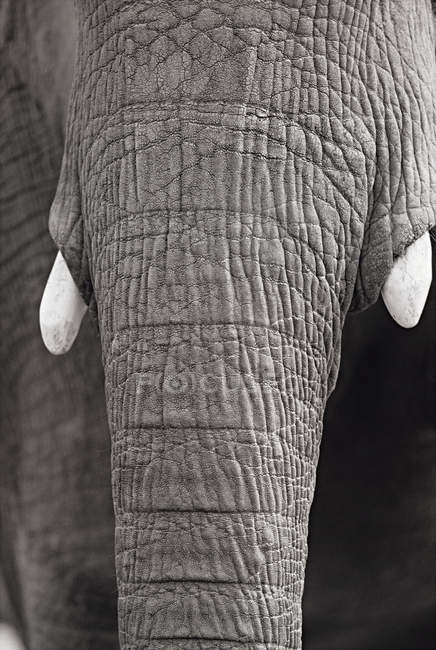 Primo piano colpo di tronco di elefante — Foto stock