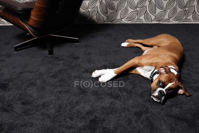 Hund legt sich auf Teppich — Stockfoto