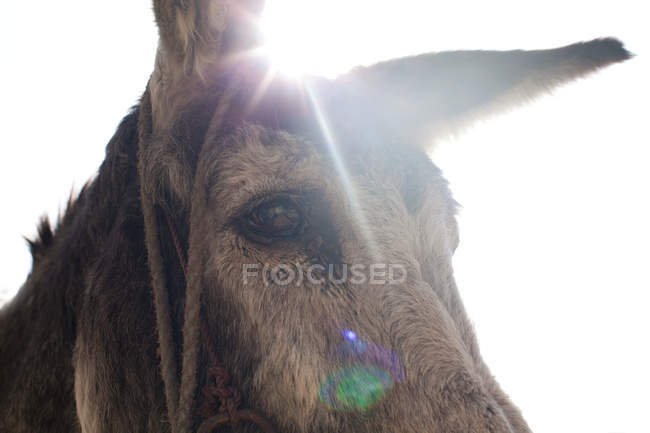 Cabeça de burro, close up cortado tiro — Fotografia de Stock