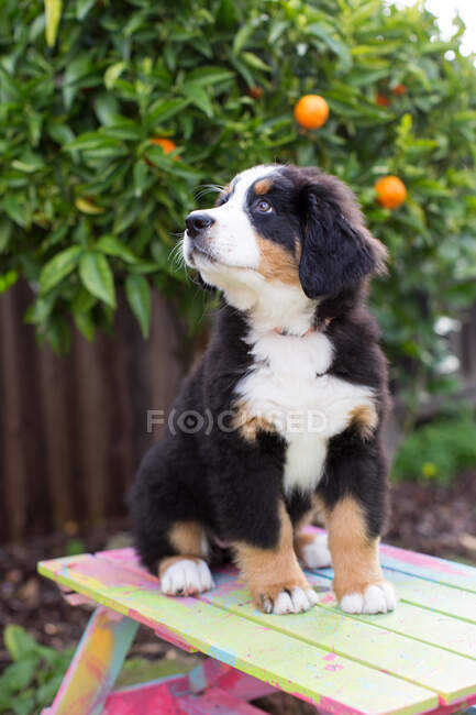 Portrait of young dog sitting on garden bench — Stock Photo