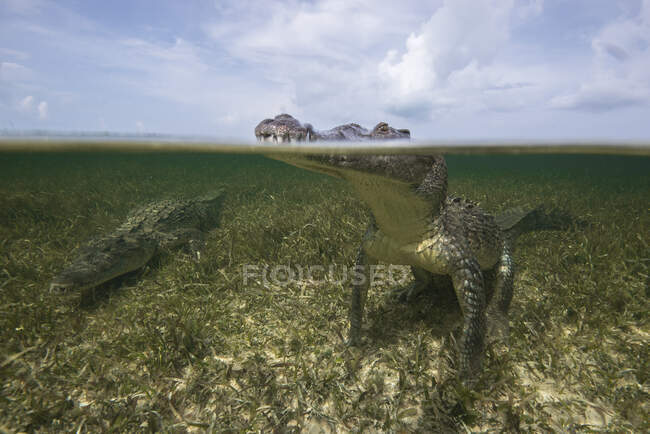Dinosaurio en el agua, un pedazo grande de un cocodrilo - foto de stock