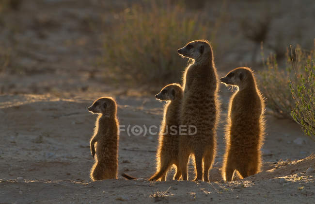 Meerkats tomando el sol de la mañana - foto de stock