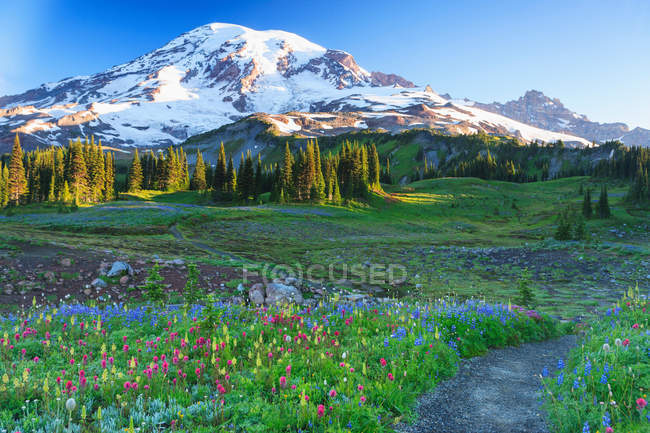 Summer alpine wild flower meadow — Stock Photo